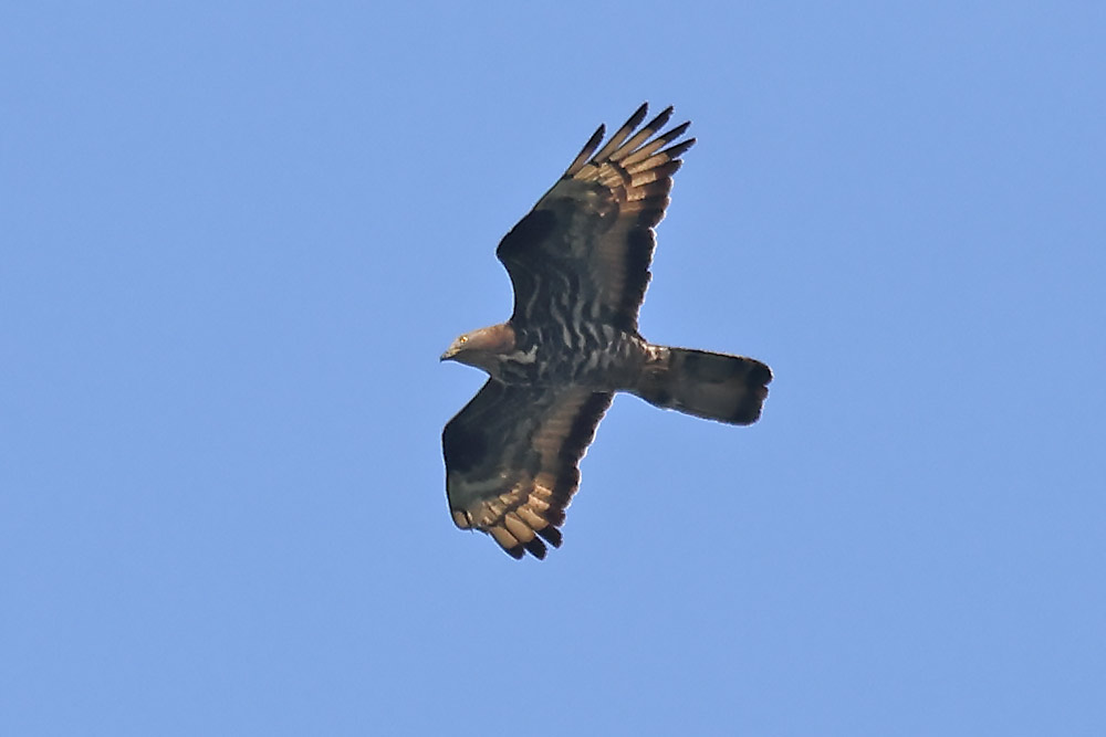 Honey buzzard